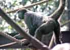 動物図鑑・コモンウーリーモンキー 11